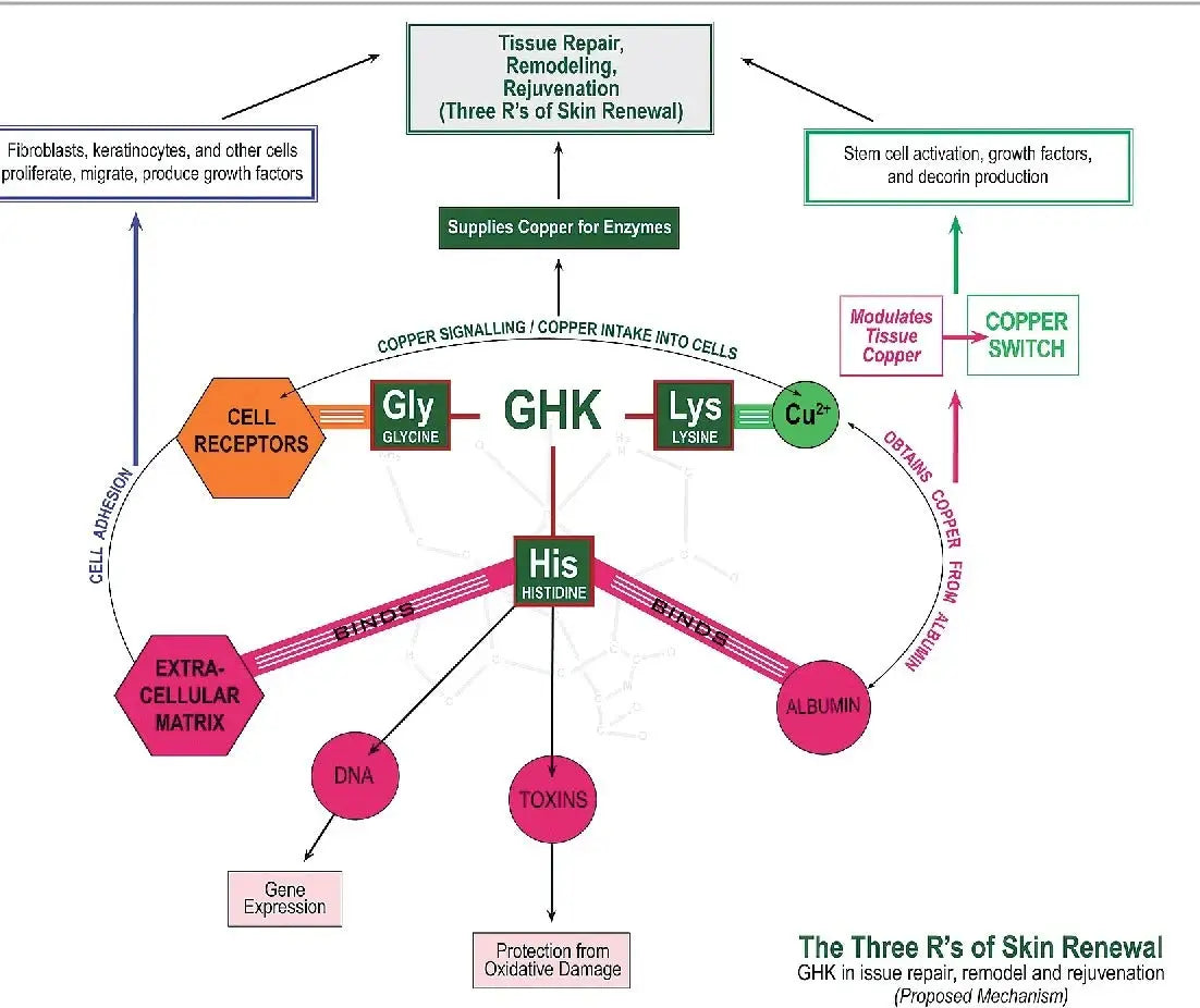 GHK-Cu (2mg x 60 Capsules) (Copper Tripeptide) - Peptide Sciences